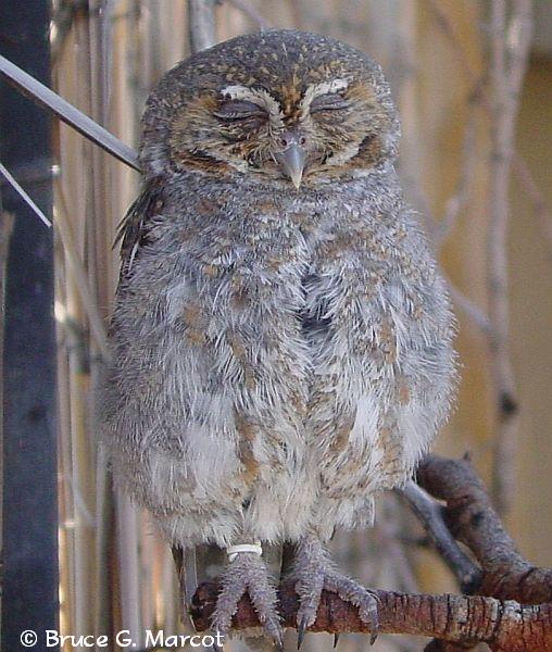 Feeding Habits ElfOwlKS5